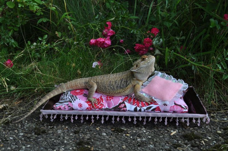 Homemade Bed • Bearded Dragon . org